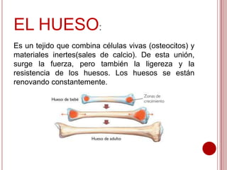 EL HUESO:
Es un tejido que combina células vivas (osteocitos) y
materiales inertes(sales de calcio). De esta unión,
surge la fuerza, pero también la ligereza y la
resistencia de los huesos. Los huesos se están
renovando constantemente.

 
