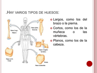 .HAY VARIOS TIPOS DE HUESOS:
Largos, como los del
brazo o la pierna.
 Cortos, como los de la
muñeca
o
las
vértebras.
 Planos, como los de la
cabeza.


 