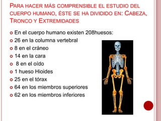 PARA HACER MÁS COMPRENSIBLE EL ESTUDIO DEL
CUERPO HUMANO, ÉSTE SE HA DIVIDIDO EN: CABEZA,
TRONCO Y EXTREMIDADES
En el cuerpo humano existen 208huesos:
 26 en la columna vertebral
 8 en el cráneo
 14 en la cara
 8 en el oído
 1 hueso Hioides
 25 en el tórax
 64 en los miembros superiores
 62 en los miembros inferiores


 