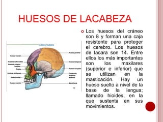 HUESOS DE LACABEZA


Los huesos del cráneo
son 8 y forman una caja
resistente para proteger
el cerebro. Los huesos
de lacara son 14. Entre
ellos los más importantes
son
los
maxilares
(superior e inferior) que
se
utilizan
en
la
masticación. Hay un
hueso suelto a nivel de la
base de la lengua;
llamado hioides, en la
que sustenta en sus
movimientos.

 