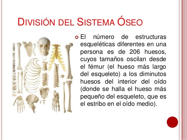 Sistema óseo