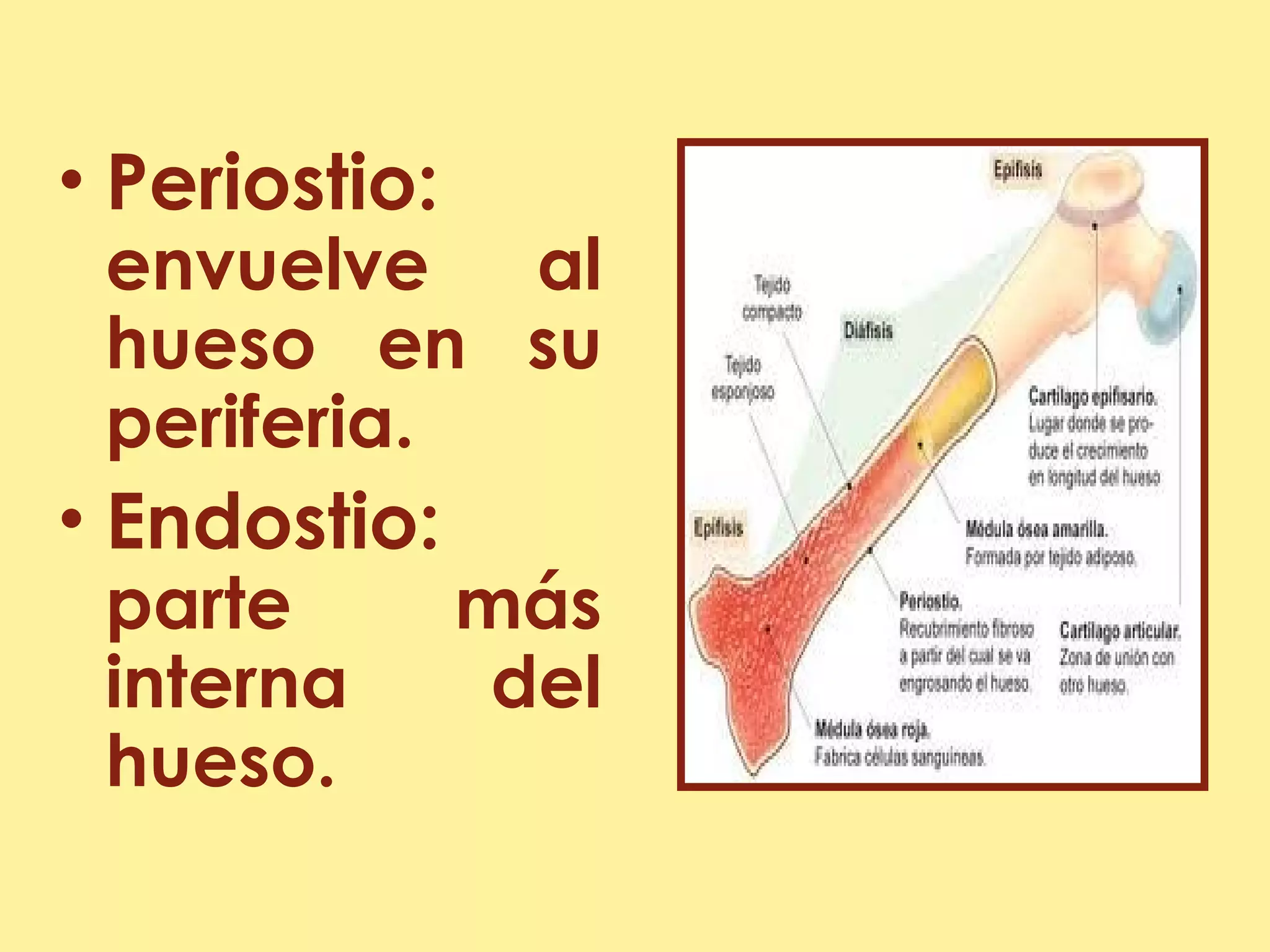 Sistema óseo 2 | PPT