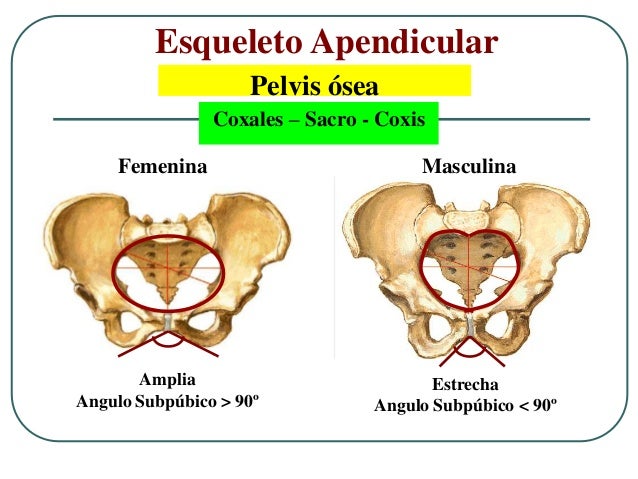 Anatomia e fisiologia feminina