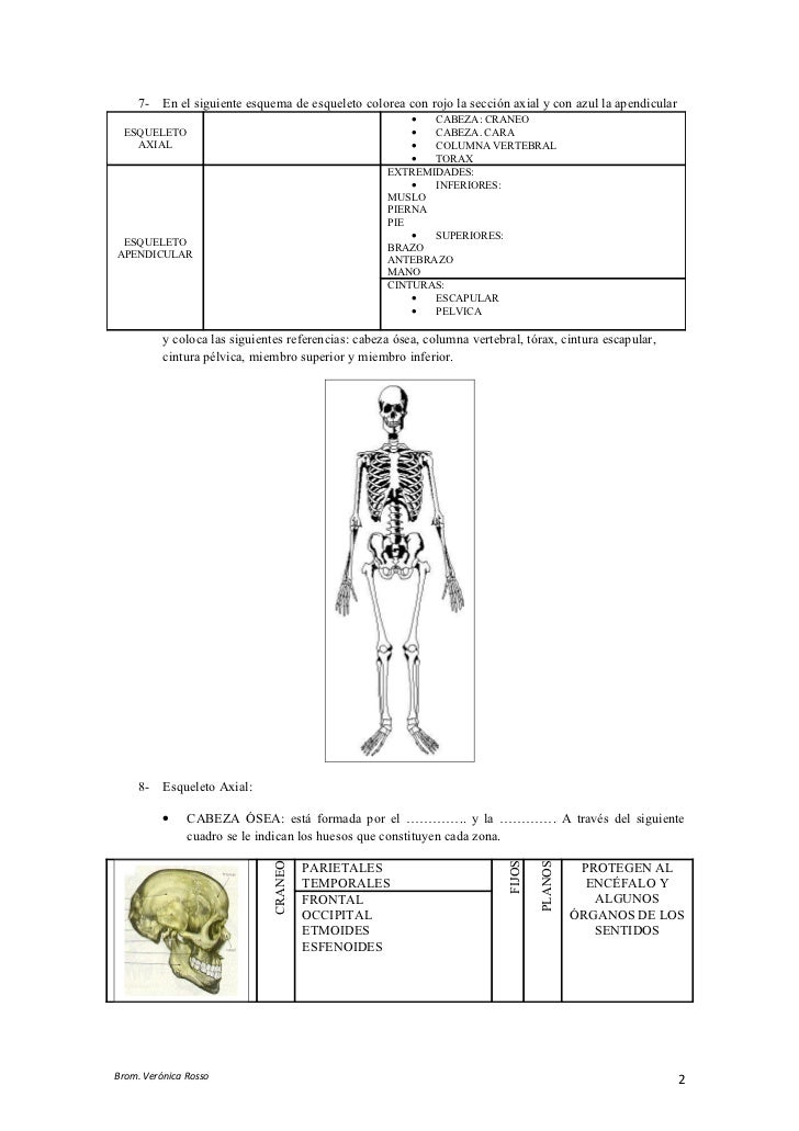 Sistema óSeo Y Muscular