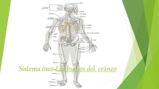 Sistema óseo-Los huesos del cráneo
 