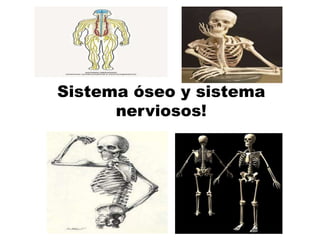 Sistema óseo y sistema
nerviosos!
 