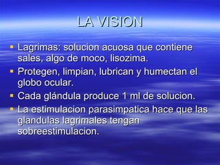 LA VISION Lagrimas: solucion acuosa que contiene sales, algo de moco, lisozima. Protegen, limpian, lubrican y humectan el globo ocular. Cada glándula produce 1 ml de solucion. La estimulacion parasimpatica hace que las glandulas lagrimales tengan sobreestimulacion. 