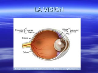LA VISION 
