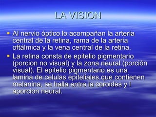 LA VISION Al nervio óptico lo acompañan la arteria central de la retina, rama de la arteria oftálmica y la vena central de la retina. La retina consta de epitelio pigmentario (porcion no visual) y la zona neural (porción visual). El epitelio pigmentario es una lamina de celulas epiteliales que contienen melanina, se halla entre la coroides y l aporcion neural.  