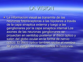 LA VISION La informacion visual se transmite de las neuronas fotoreceptoras a las bipolares a travès de la capa sinaptica externa y luego a las ganglionares por la capa sinaptica internal Los axones de las neuronas ganglionares se proyectan en sentidop posterior al disco optico y salen del globo ocular en la forma de nervio optico. El disco optico tambien recibe el nombre de punto ciergo, no contien conos ni bastones. 