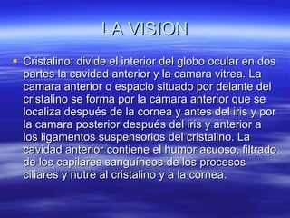 LA VISION Cristalino: divide el interior del globo ocular en dos partes la cavidad anterior y la camara vitrea. La camara anterior o espacio situado por delante del cristalino se forma por la cámara anterior que se localiza después de la cornea y antes del iris y por la camara posterior después del iris y anterior a los ligamentos suspensorios del cristalino. La cavidad anterior contiene el humor acuoso, filtrado de los capilares sanguíneos de los procesos ciliares y nutre al cristalino y a la cornea. 