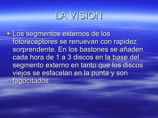 LA VISION Los segmentos externos de los fotoreceptores se renuevan con rapidez sorprendente. En los bastones se añaden cada hora de 1 a 3 discos en la base del segmento externo en tanto que los discos viejos se esfacelan en la punta y son fagocitados. 