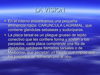 LA VISION En el interno encontramos una pequeña eminencia rojiza: CARUNCULA LAGRIMAL, que contiene glandulas sebaseas y sudoriparas. La placa tarsal es un pliegue grueso de tejido conectivo que les confiere forma y sosten a los parpados, cada placa comprende una fila de glandulas sebàseas llamadas tarsales o de Meibomio, que secretan un liquido que impide que los parpados se adhieran uno al otro. 
