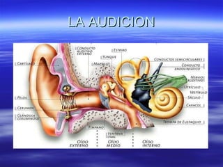 LA AUDICION 