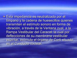 Esta impedancia es neutralizada por el tímpano y la cadena de huesecillos quienes transmiten el estímulo sonoro en forma de vibración, a través de la Ventana oval, a la Rampa Vestibular del Caracol: la cual por deflecciones de su membrana vestibular espirilar, estimula el órgano de Corti situado en el Conducto coclear.  