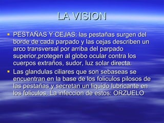 LA VISION PESTAÑAS Y CEJAS: las pestañas surgen del borde de cada parpado y las cejas describen un arco transversal por arriba del parpado superior,protegen al globo ocular contra los cuerpos extraños, sudor, luz solar directa. Las glandulas ciliares que son sebaseas se encuentran en la base de los foliculos pilosos de las pestañas y secretan un liquido lubricante en los foliculos. La infeccion de estos: ORZUELO 