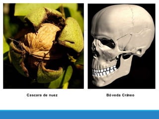 Cascara de nuez Bó veda Cráneo
 