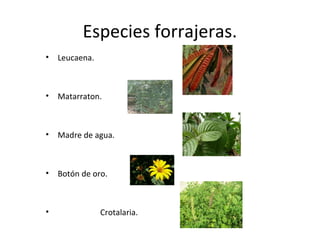 Especies forrajeras.
• Leucaena.
• Matarraton.
• Madre de agua.
• Botón de oro.
• Crotalaria.