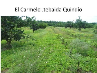 El Carmelo .tebaida Quindío
 