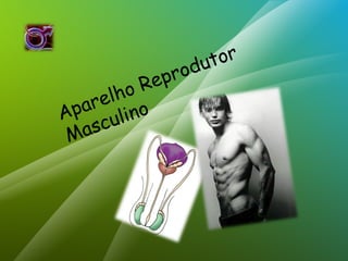 Aparelho Reprodutor 
Masculino 
 