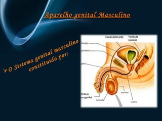 Aparelho ggeenniittaall MMaassccuulliinnoo 
O S i s t e m a g e n i t a l m a s c u l i n o é 
c o n s t i t u i d o p o r : 
 