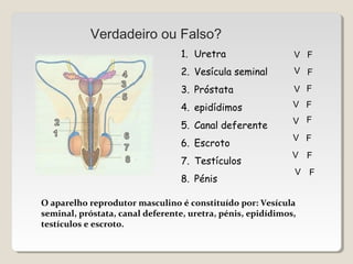 Verdadeiro ou Falso? 
1. Uretra 
2. Vesícula seminal 
3. Próstata 
4. epidídimos 
5. Canal deferente 
6. Escroto 
7. Testículos 
8. Pénis 
V F 
V F 
V 
V 
F 
F 
V F 
V F 
V F 
V F 
O aparelho reprodutor masculino é constituído por: Vesícula 
seminal, próstata, canal deferente, uretra, pénis, epidídimos, 
testículos e escroto. 
 