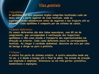 Vias genitais 
Epidídimo: 
O epidídimo são dois pequenos órgãos compridos localizados cada um 
deles sobre a parte superior de cada testículo, onde os 
espermatozóides amadurecem antes de seguirem o seu trajecto até ao 
exterior. Cada epidídimo é composto por um sistema de canais. 
Canais deferentes: 
Os canais deferentes são dois tubos musculares, com 60 cm de 
comprimento, que correspondem à continuação dos respectivos 
epidídimos e têm como missão o transporte dos espermatozóides em 
direcção ao exterior. Cada canal deferente nasce no correspondente 
testículo. Ao chegar à cavidade abdominal, descreve um arco por cima 
da bexiga e dirige-se para a próstata. 
Uretra : 
A uretra faz parte do sistema urinário. A uretra masculina mede uns 
16 cm, e é desde a bexiga até o final do pênis. No estado de erecção 
sua longitude é ampliada. Diferencia-se em três partes: prostática, 
membranosa e esponjosa. 
 