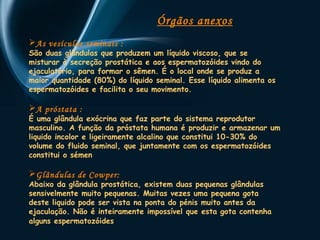 Órgãos anexos 
As vesículas seminais : 
São duas glândulas que produzem um líquido viscoso, que se 
misturar à secreção prostática e aos espermatozóides vindo do 
ejaculatório, para formar o sêmen. É o local onde se produz a 
maior quantidade (80%) do líquido seminal. Esse líquido alimenta os 
espermatozóides e facilita o seu movimento. 
A próstata : 
É uma glândula exócrina que faz parte do sistema reprodutor 
masculino. A função da próstata humana é produzir e armazenar um 
liquido incolor e ligeiramente alcalino que constitui 10-30% do 
volume do fluido seminal, que juntamente com os espermatozóides 
constitui o sémen 
Glândulas de Cowper: 
Abaixo da glândula prostática, existem duas pequenas glândulas 
sensivelmente muito pequenas. Muitas vezes uma pequena gota 
deste liquido pode ser vista na ponta do pénis muito antes da 
ejaculação. Não é inteiramente impossível que esta gota contenha 
alguns espermatozóides. 
 