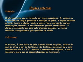 Órgãos externos 
Pénis: 
Órgão masculino que é formado por veias sanguíneas. Os corpos ao 
se enchem de sangue provocam a erecção do pénis. A região anterior 
do pénis forma a glande, onde a pele é fina e apresenta muitas 
terminações nervosas, o que determina grande sensibilidade. A 
glande é recoberta por uma pele chamada prepúcio, às vezes 
removida cirurgicamente por questões de saúde. 
Escroto: 
O escroto, é uma bolsa de pele situada abaixo do pénis, dentro do 
qual se situa o par de testículos. Os testículos precisam de a uma 
temperatura de 2 a 3ºC, inferior a temperatura corporal, o que é 
necessário para que os espermatozóides se formarem. 
 