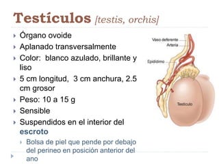 Testículos [testis, orchis]
 Órgano ovoide
 Aplanado transversalmente
 Color: blanco azulado, brillante y
liso
 5 cm longitud, 3 cm anchura, 2.5
cm grosor
 Peso: 10 a 15 g
 Sensible
 Suspendidos en el interior del
escroto
 Bolsa de piel que pende por debajo
del perineo en posición anterior del
ano
 