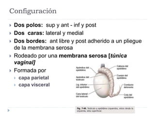 Configuración
 Dos polos: sup y ant - inf y post
 Dos caras: lateral y medial
 Dos bordes: ant libre y post adherido a un pliegue
de la membrana serosa
 Rodeado por una membrana serosa [túnica
vaginal]
 Formada por
 capa parietal
 capa visceral
 