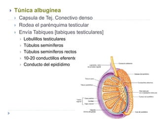  Túnica albugínea
 Capsula de Tej. Conectivo denso
 Rodea el parénquima testicular
 Envía Tabiques [tabiques testiculares]
 Lobulillos testiculares
 Túbulos seminíferos
 Túbulos seminíferos rectos
 10-20 conductillos eferentes
 Conducto del epidídimo
 