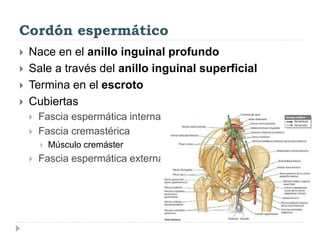 Cordón espermático
 Nace en el anillo inguinal profundo
 Sale a través del anillo inguinal superficial
 Termina en el escroto
 Cubiertas
 Fascia espermática interna
 Fascia cremastérica
 Músculo cremáster
 Fascia espermática externa
 