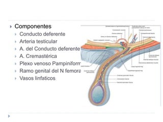  Componentes
 Conducto deferente
 Arteria testicular
 A. del Conducto deferente
 A. Cremastérica
 Plexo venoso Pampiniforme
 Ramo genital del N femoral
 Vasos linfaticos
 
