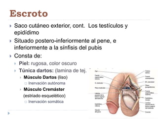 Escroto
 Saco cutáneo exterior, cont. Los testículos y
epidídimo
 Situado postero-inferiormente al pene, e
inferiormente a la sínfisis del pubis
 Consta de:
 Piel: rugosa, color oscuro
 Túnica dartos: (lamina de tej. Conjuntivo)
 Músculo Dartos (liso)
 Inervación autónoma
 Músculo Cremáster
(estriado esquelético)
 Inervación somática
 