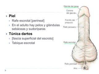  Piel
 Rafe escrotal [perineal]
 En el adulto hay pelos y glándulas
sebáceas y sudoríparas
 Túnica dartos
 [fascia superficial del escroto]
 Tabique escrotal
 