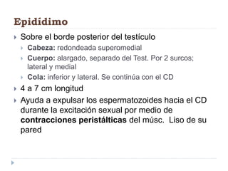 Epidídimo
 Sobre el borde posterior del testículo
 Cabeza: redondeada superomedial
 Cuerpo: alargado, separado del Test. Por 2 surcos;
lateral y medial
 Cola: inferior y lateral. Se continúa con el CD
 4 a 7 cm longitud
 Ayuda a expulsar los espermatozoides hacia el CD
durante la excitación sexual por medio de
contracciones peristálticas del músc. Liso de su
pared
 