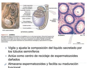  Vigila y ajusta la composición del liquido secretado por
los túbulos seminíferos
 Actúa como centro de reciclaje de espermatozoides
dañados
 Almacena espermatozoides y facilita su maduración
 