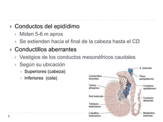  Conductos del epidídimo
 Miden 5-6 m aprox
 Se extienden hacia el final de la cabeza hasta el CD
 Conductillos aberrantes
 Vestigios de los conductos mesonéfricos caudales
 Según su ubicación
 Superiores (cabeza)
 Inferiores (cola)
 
