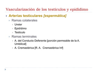 Vascularización de los testículos y epidídimo
 Arterias testiculares [espermática]
 Ramas colaterales
 Ureter
 Epidídimo
 Testiculo
 Ramas terminales
 A. del Conducto Deferente [porción permeable de la A.
Umbilical]
 A. Cremastérica [R. A. Cremastérica Inf]
 