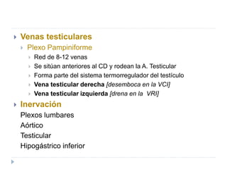  Venas testiculares
 Plexo Pampiniforme
 Red de 8-12 venas
 Se sitúan anteriores al CD y rodean la A. Testicular
 Forma parte del sistema termorregulador del testículo
 Vena testicular derecha [desemboca en la VCI]
 Vena testicular izquierda [drena en la VRI]
 Inervación
Plexos lumbares
Aórtico
Testicular
Hipogástrico inferior
 