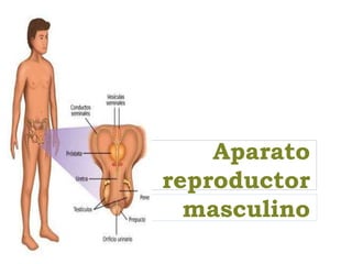 Aparato
reproductor
masculino
 