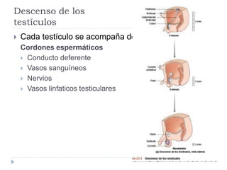 Descenso de los
testículos
 Cada testículo se acompaña de:
Cordones espermáticos
 Conducto deferente
 Vasos sanguíneos
 Nervios
 Vasos linfaticos testiculares
 