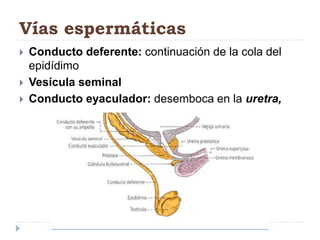 Vías espermáticas
 Conducto deferente: continuación de la cola del
epidídimo
 Vesícula seminal
 Conducto eyaculador: desemboca en la uretra,
 