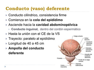 Conducto (vaso) deferente
 Conducto cilíndrico, consistencia firme
 Comienza en la cola del epidídimo
 Asciende hacia la cavidad abdominopélvica
 Conducto inguinal, dentro del cordón espermático
 Hasta la unión con el CE de la VS
 Trayecto: paralelo al epidídimo
 Longitud de 40 a 45 cm
 Ampolla del conducto
deferente
 