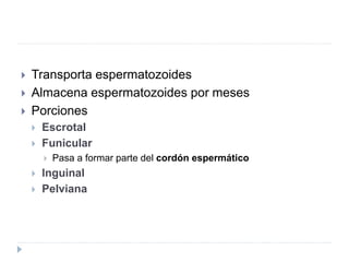  Transporta espermatozoides
 Almacena espermatozoides por meses
 Porciones
 Escrotal
 Funicular
 Pasa a formar parte del cordón espermático
 Inguinal
 Pelviana
 