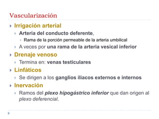 Vascularización
 Irrigación arterial
 Arteria del conducto deferente,
 Rama de la porción permeable de la arteria umbilical
 A veces por una rama de la arteria vesical inferior
 Drenaje venoso
 Termina en: venas testiculares
 Linfáticos
 Se dirigen a los ganglios iliacos externos e internos
 Inervación
 Ramos del plexo hipogástrico inferior que dan origen al
plexo deferencial.
 