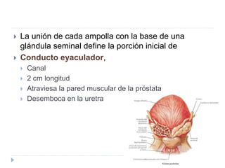  La unión de cada ampolla con la base de una
glándula seminal define la porción inicial de
 Conducto eyaculador,
 Canal
 2 cm longitud
 Atraviesa la pared muscular de la próstata
 Desemboca en la uretra
 