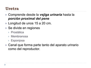 Uretra
 Comprende desde la vejiga urinaria hasta la
porción proximal del pene
 Longitud de unos 15 a 20 cm.
 Se divide en regiones
 Prostática
 Membranosa
 Esponjosa
 Canal que forma parte tanto del aparato urinario
como del reproductor.
 