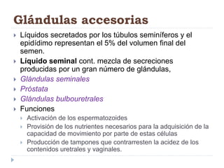 Glándulas accesorias
 Líquidos secretados por los túbulos seminíferos y el
epidídimo representan el 5% del volumen final del
semen.
 Líquido seminal cont. mezcla de secreciones
producidas por un gran número de glándulas,
 Glándulas seminales
 Próstata
 Glándulas bulbouretrales
 Funciones
 Activación de los espermatozoides
 Provisión de los nutrientes necesarios para la adquisición de la
capacidad de movimiento por parte de estas células
 Producción de tampones que contrarresten la acidez de los
contenidos uretrales y vaginales.
 